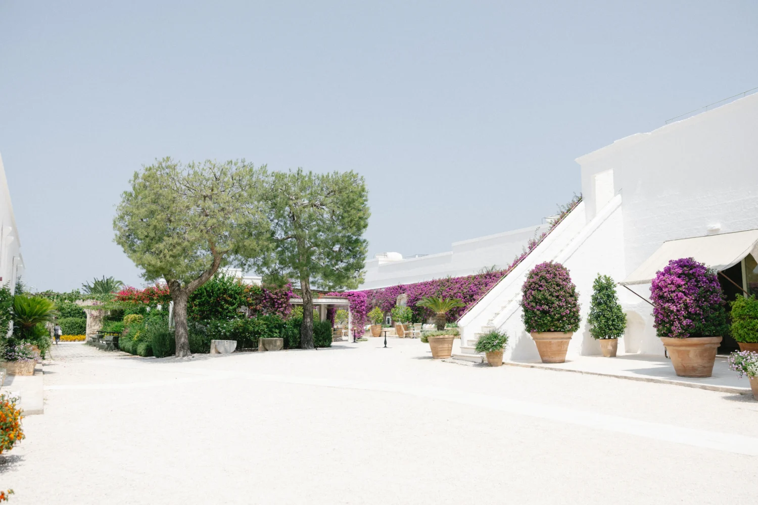 Whitewashed courtyard at Masseria Torre Maizza, featuring lush greenery, vibrant purple bougainvillea, and terracotta pots. Perfect Puglia wedding venue.