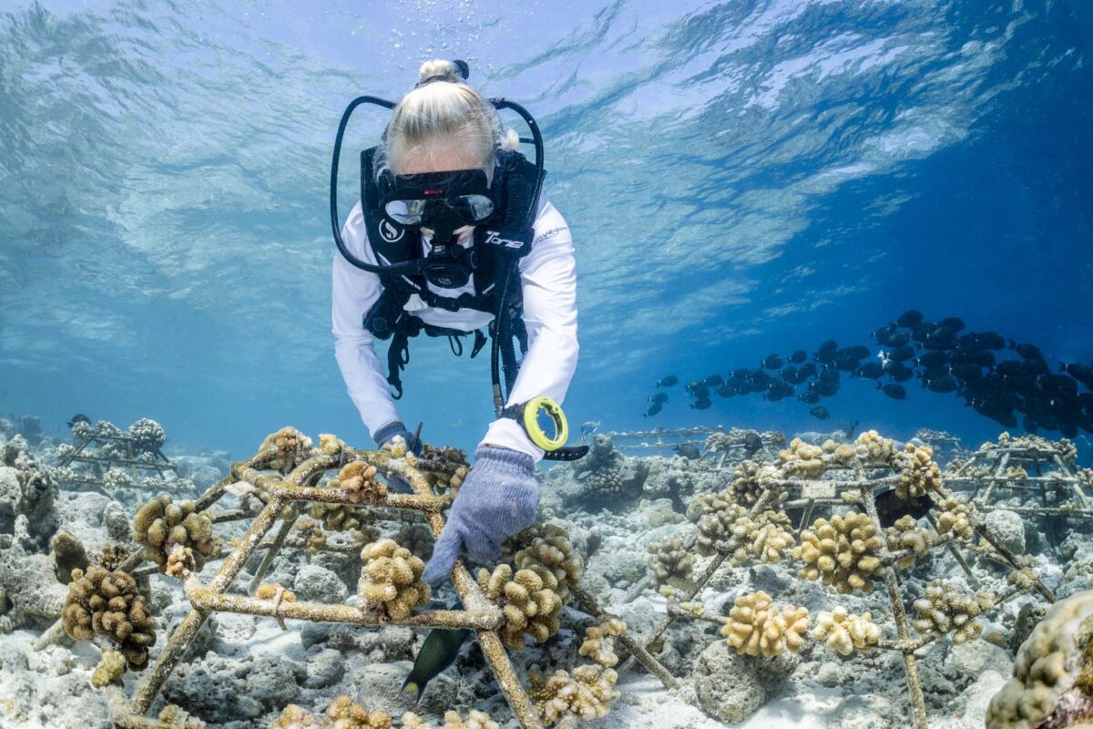 Destination Wedding Maldives, Como Cocoa Island