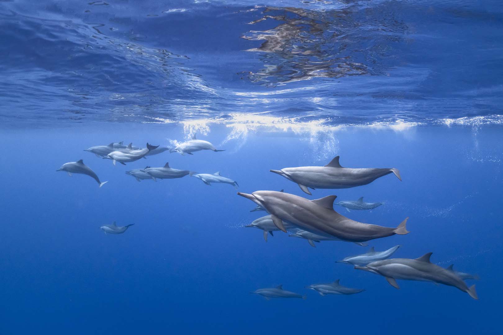 Destination Wedding Maldives, Como Cocoa Island