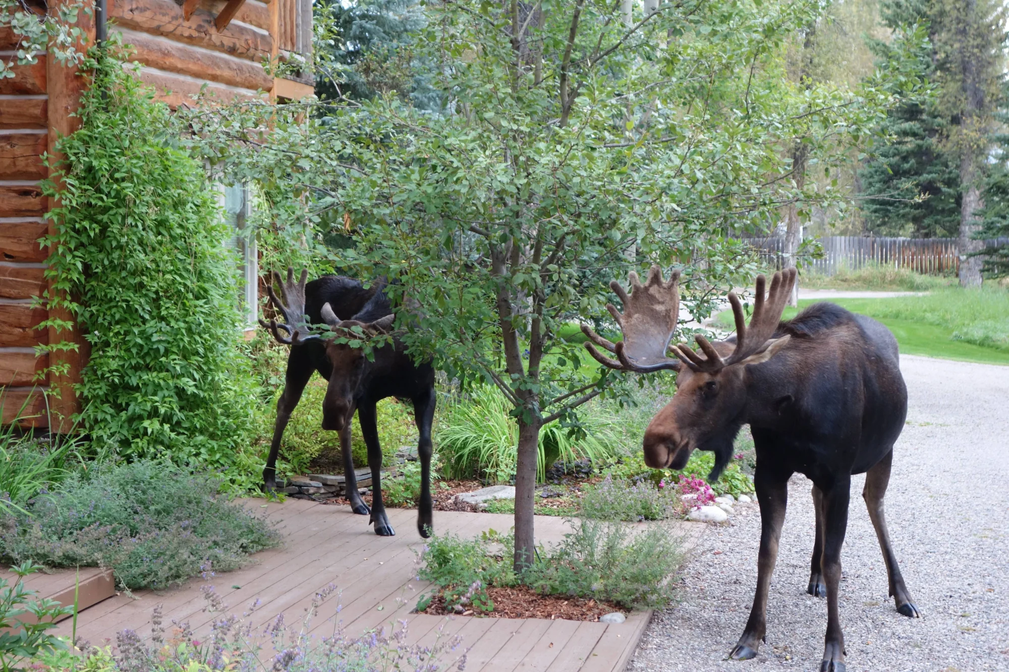 Two moose near a log cabin in Jackson Hole, Wyoming.